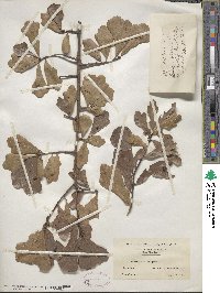 Quercus nigra image