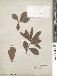 Quercus nigra image