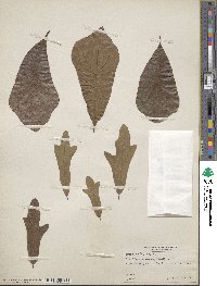 Quercus nigra image