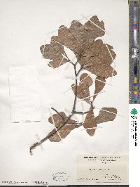 Quercus nigra image