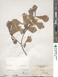 Quercus nigra image