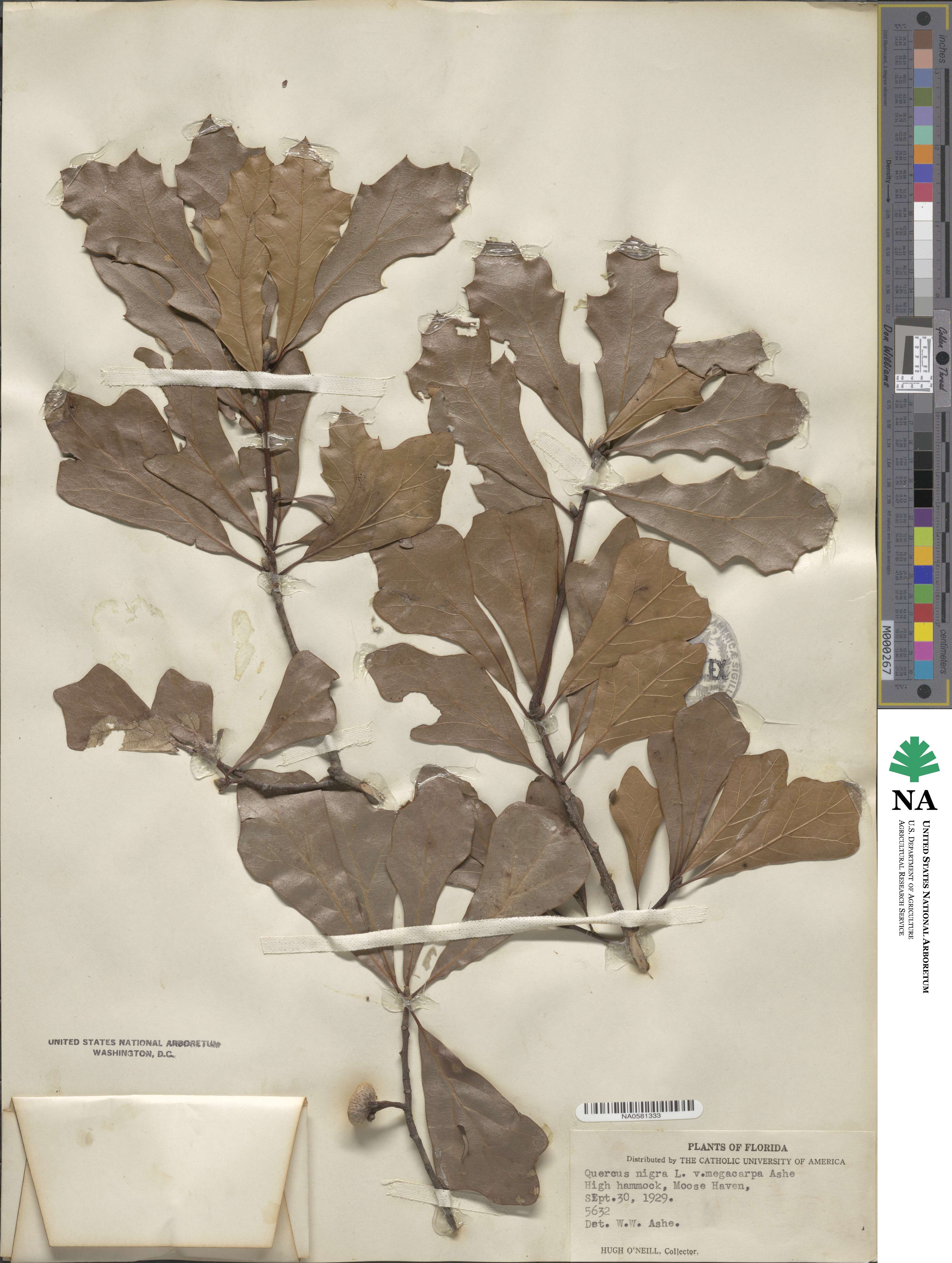 Quercus nigra image