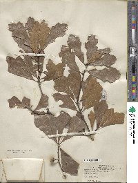 Quercus nigra image