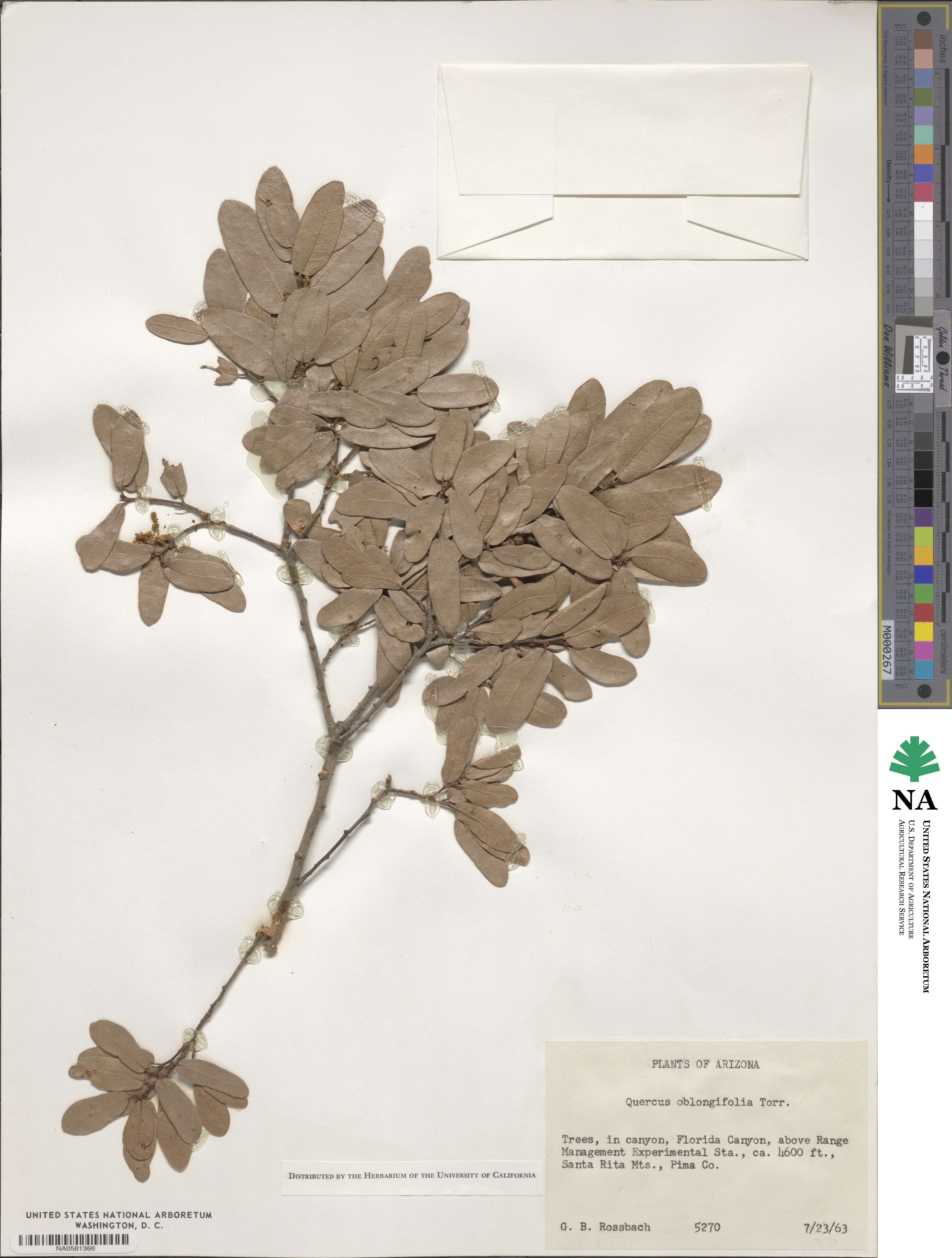Quercus oblongifolia image
