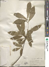 Quercus laurifolia image