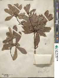 Quercus laurifolia image