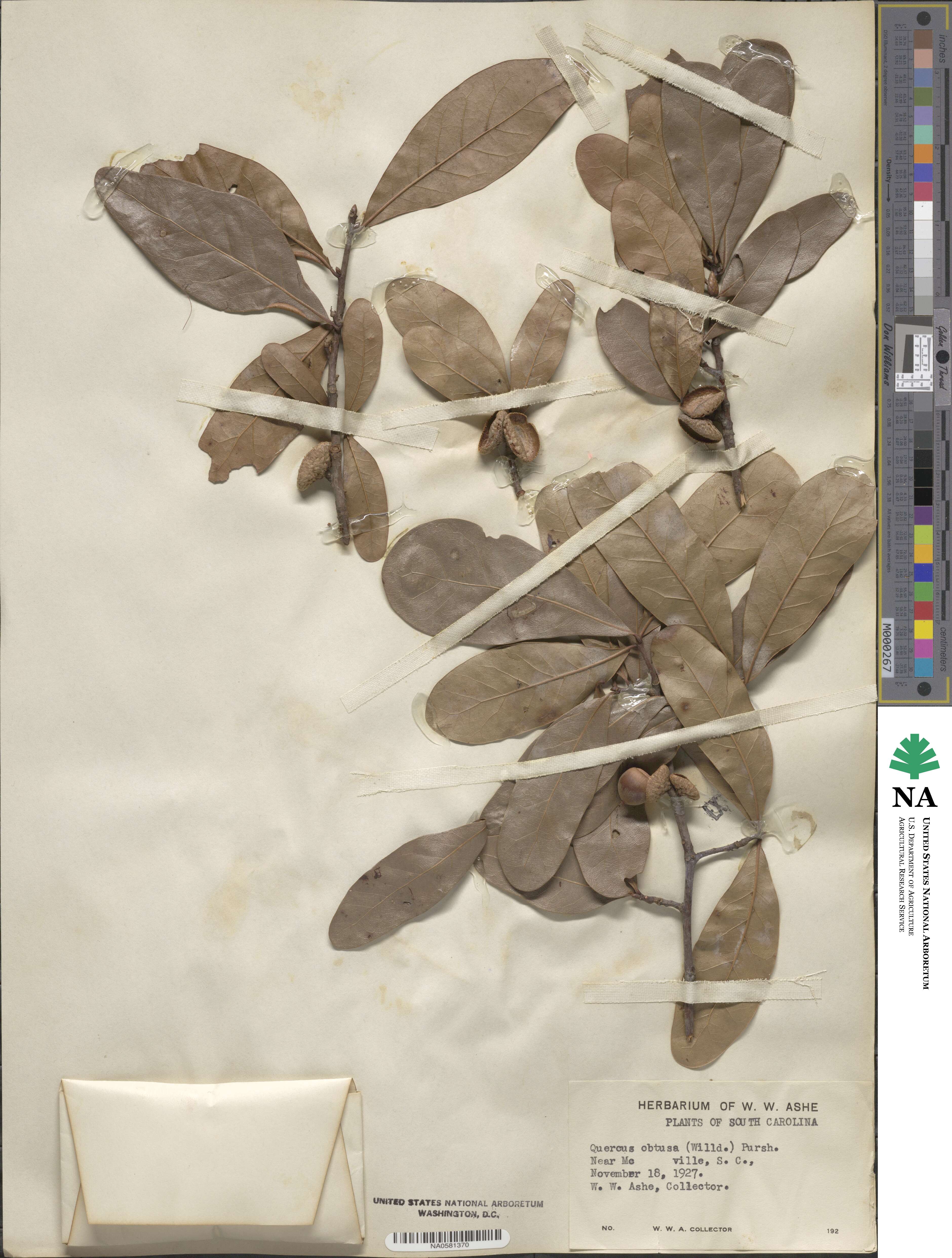 Quercus laurifolia image