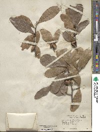 Quercus laurifolia image