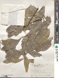 Quercus laurifolia image