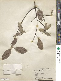 Quercus laurifolia image