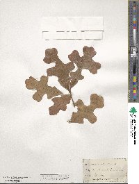 Quercus stellata image