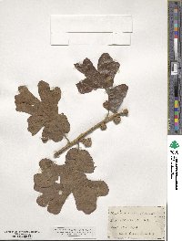 Quercus stellata image