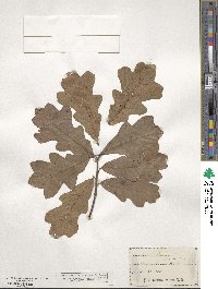 Quercus stellata image