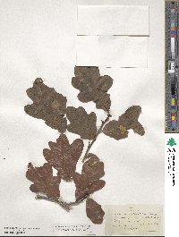 Quercus stellata image