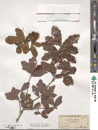 Quercus stellata image