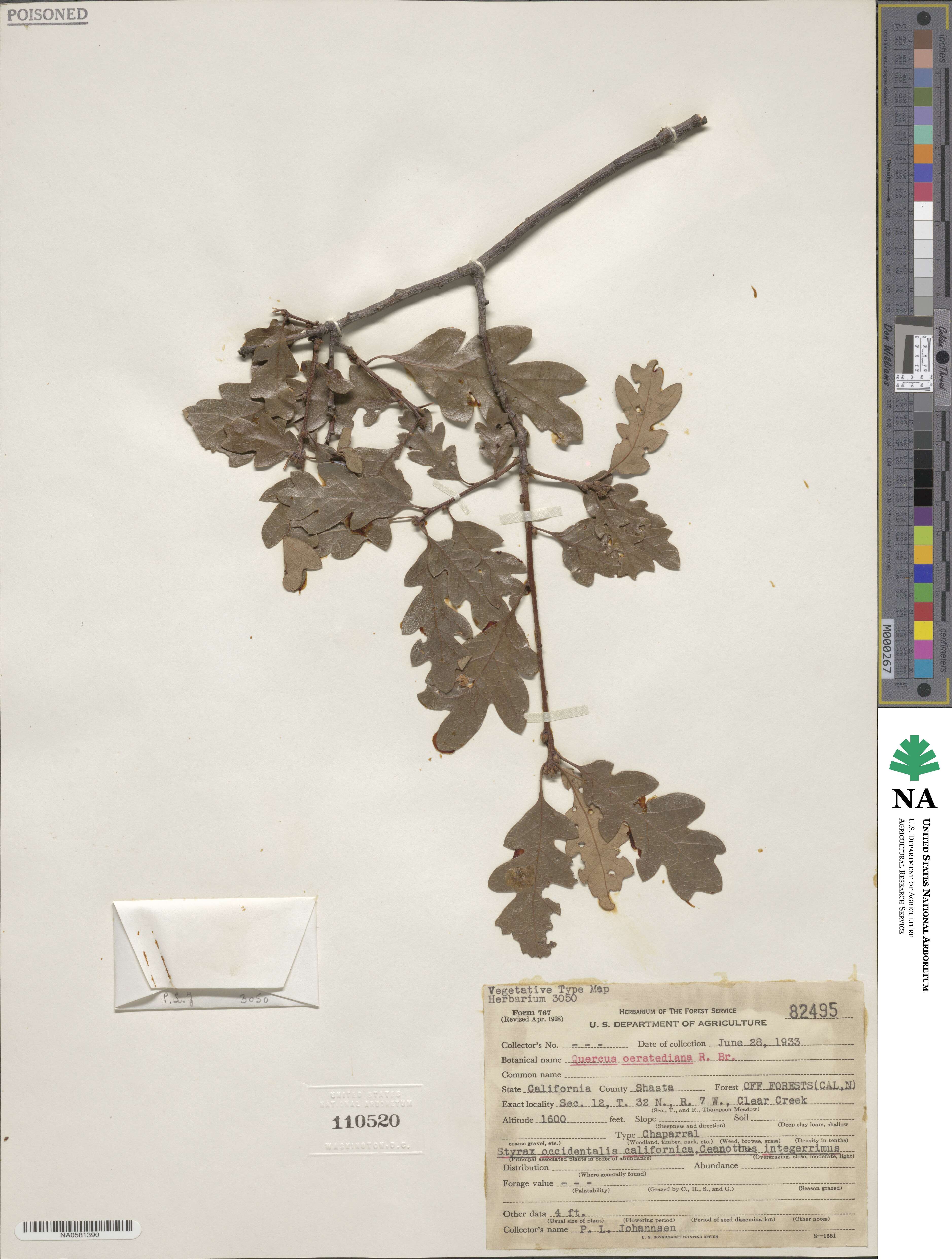 Quercus garryana var. semota image