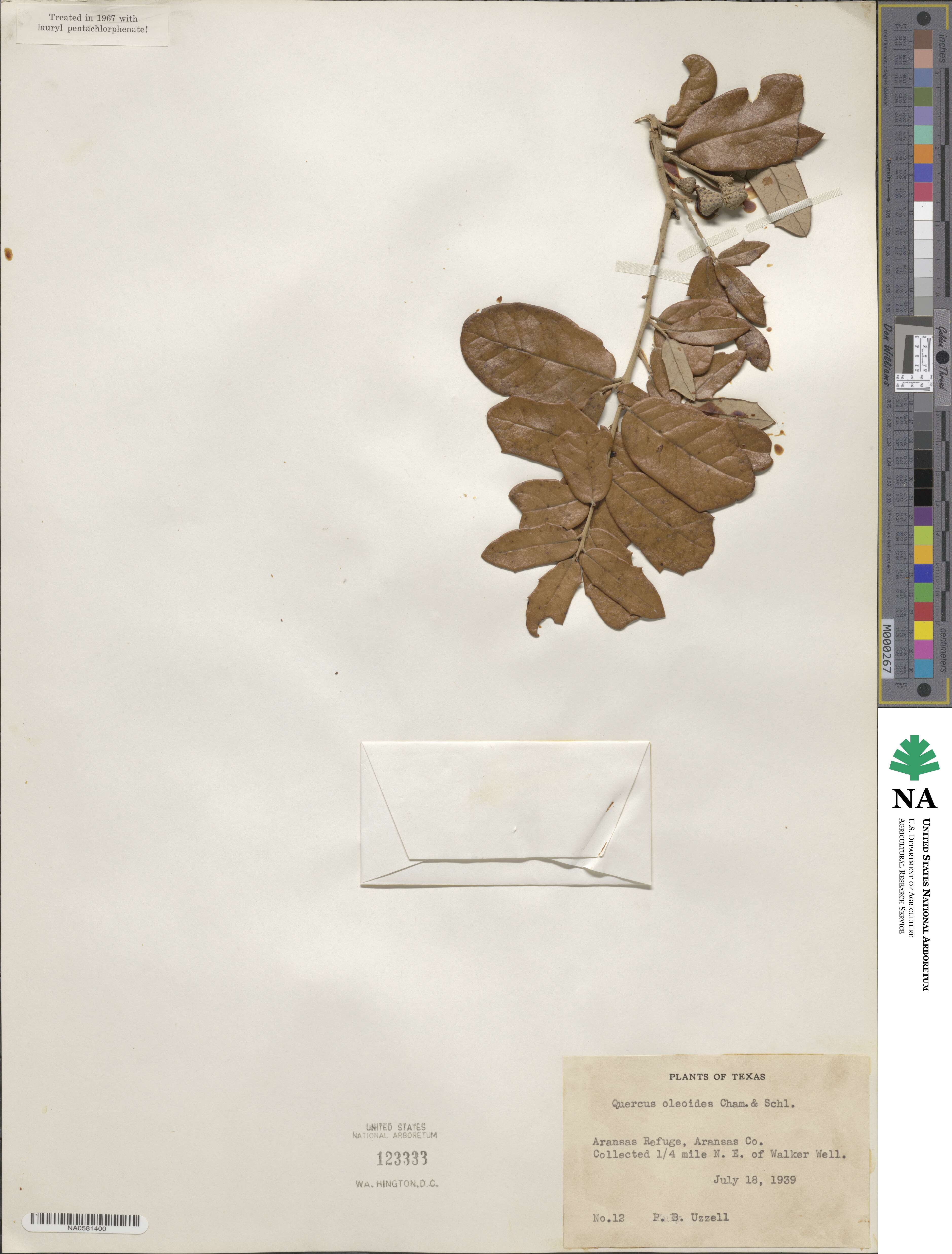 Quercus oleoides image