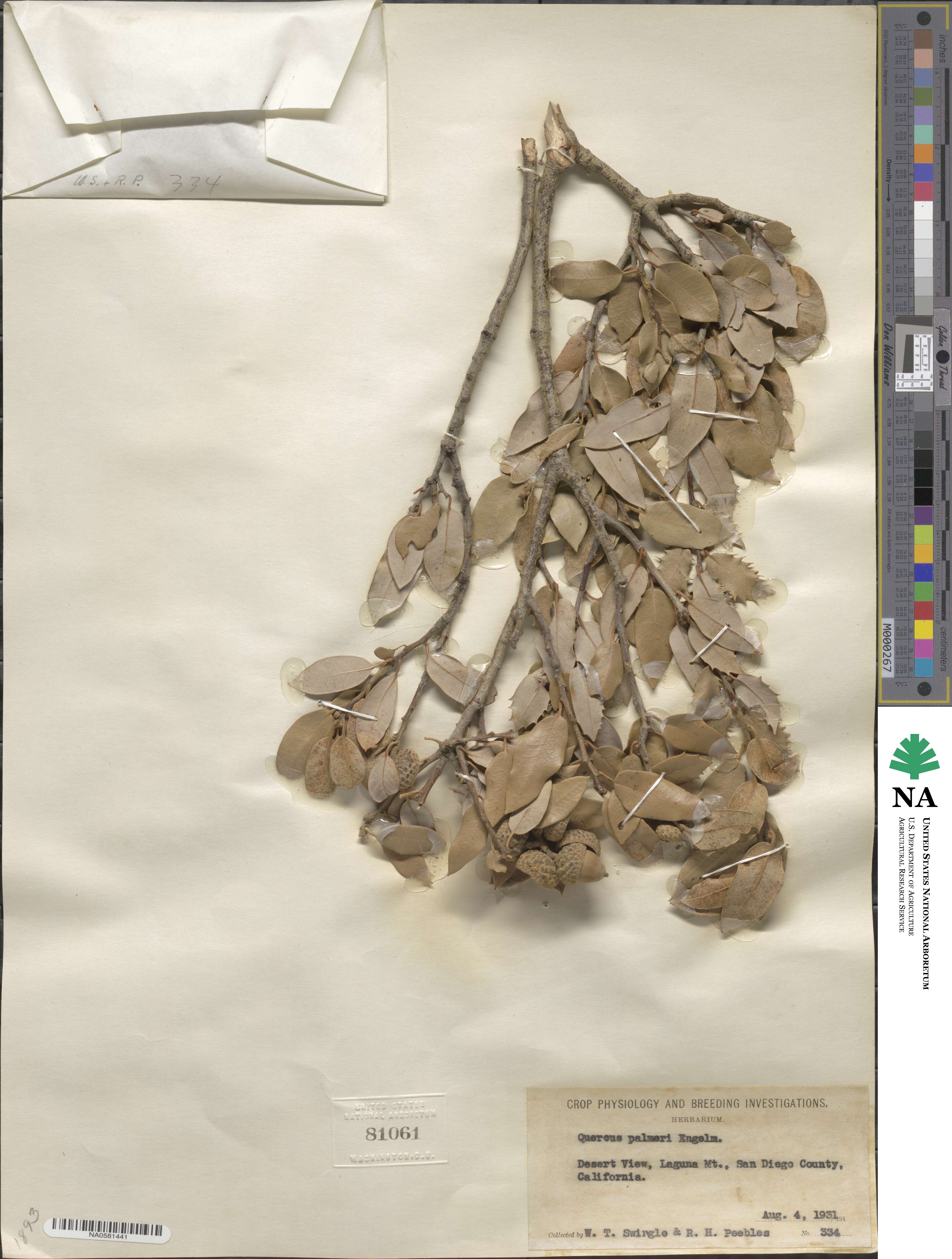 Quercus palmeri image