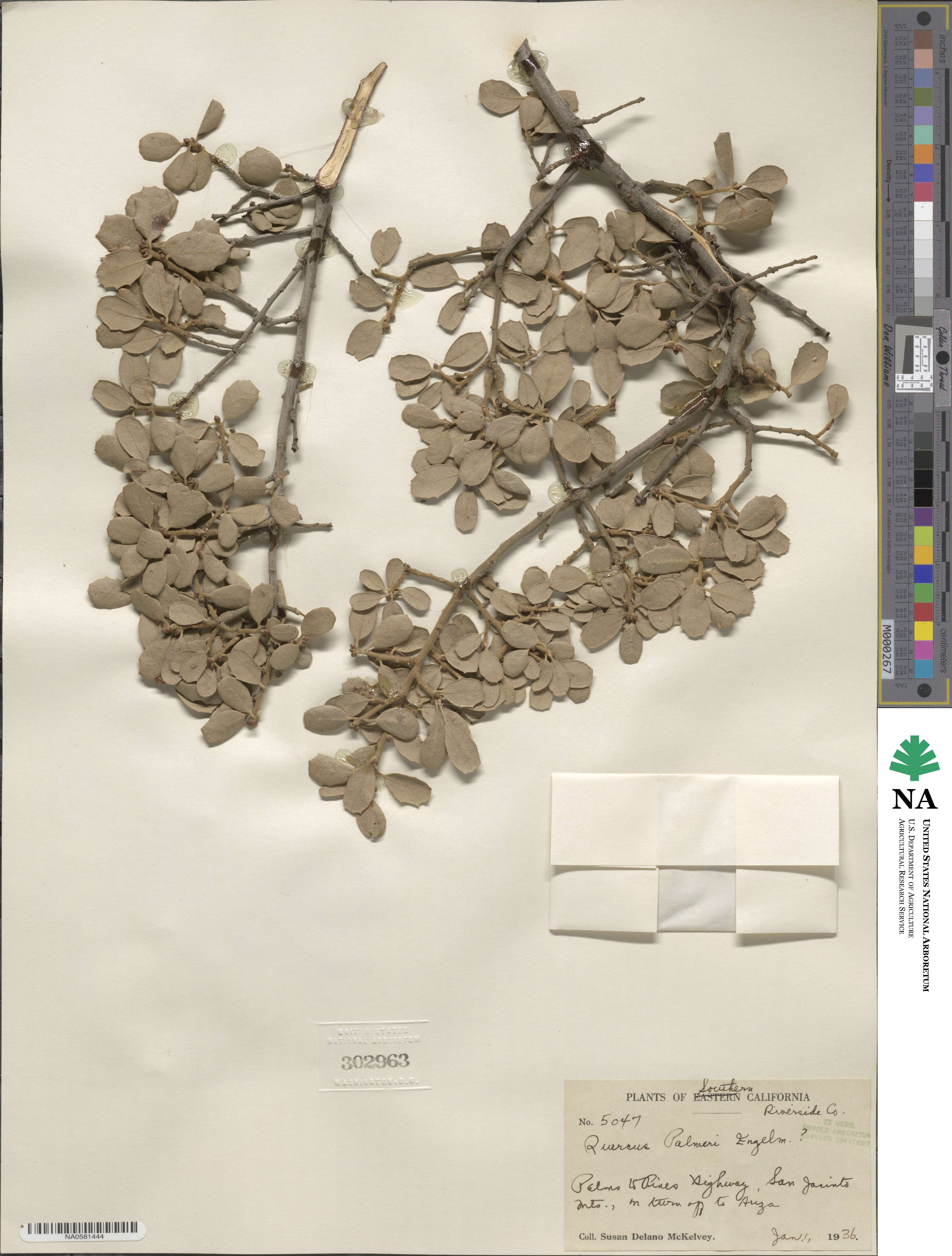 Quercus palmeri image
