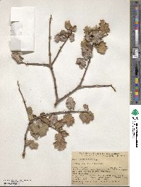 Quercus palmeri image