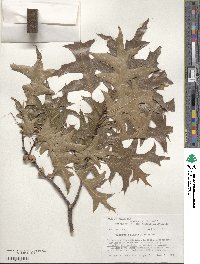 Quercus palustris image