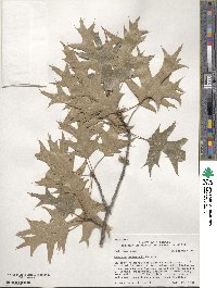 Quercus palustris image