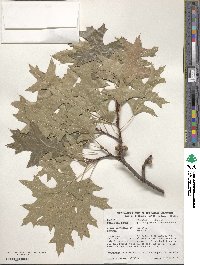 Quercus palustris image