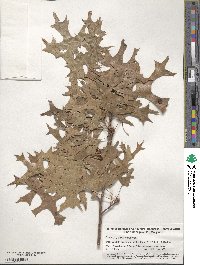 Quercus palustris image