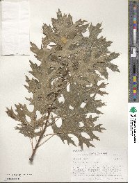 Quercus palustris image