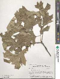 Quercus palustris image