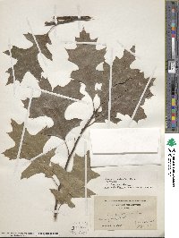 Quercus palustris image