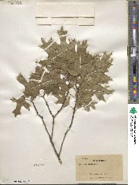 Quercus palustris image