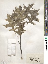 Quercus palustris image