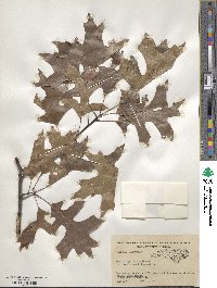 Quercus palustris image