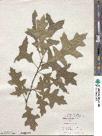 Quercus palustris image