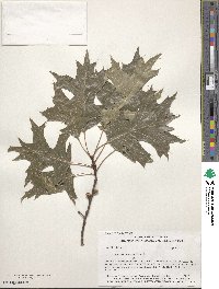 Quercus palustris image