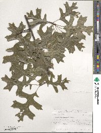 Quercus palustris image