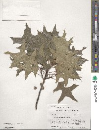 Quercus palustris image