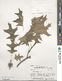 Quercus palustris image