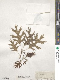 Quercus palustris image