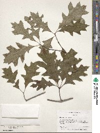 Quercus palustris image