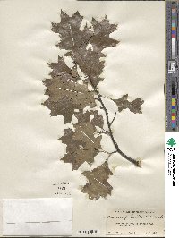 Quercus palustris image