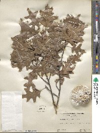 Quercus palustris image