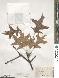 Quercus palustris image