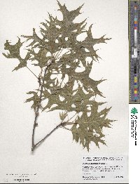 Quercus palustris image