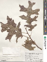 Quercus palustris image