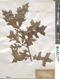 Quercus palustris image