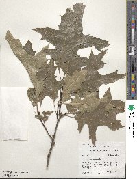 Quercus palustris image