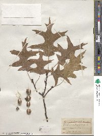 Quercus palustris image