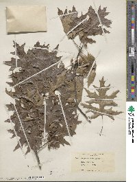 Quercus palustris image